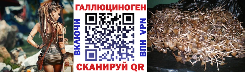 где купить   Соликамск  блэк спрут вход  Псилоцибиновые грибы мицелий 